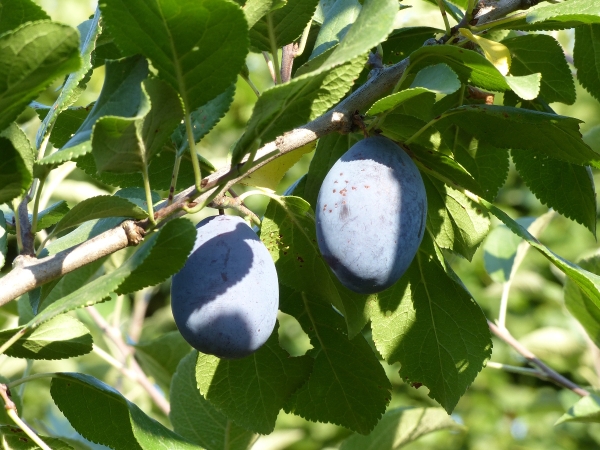 Italienische Zwetsche Früchte